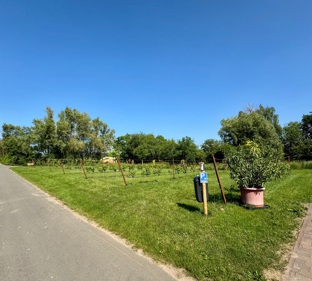 Campingplatz Kirchheim Sonne Pfalz Weingut Muehlmichel Pfalz